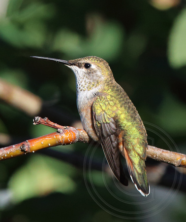 juvenile Rufous Hummingbird female