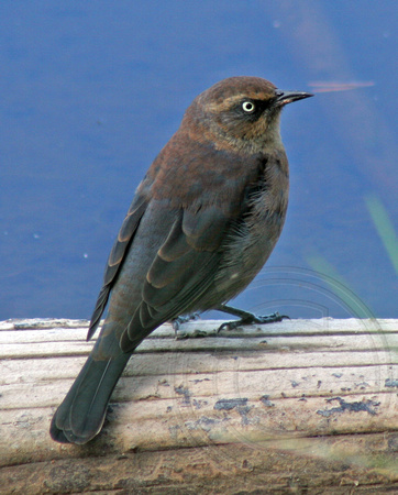 Rusty Blackbird - late august
