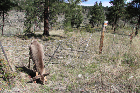 Young Deer caught on a wire fence that died a horrible death!