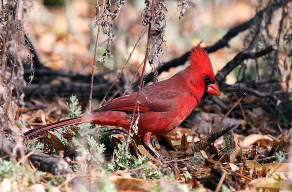 Cardinal at Boyce Thompson Arboretum, AZ