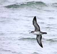 more diagnostic view of the Pink-footed Shearwater