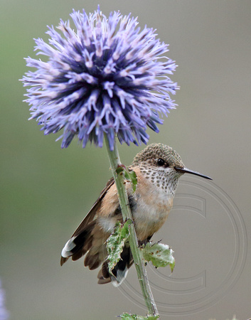 juvenile male Calliope who was feeding from the Echinops flower while perched - got tired I guess?