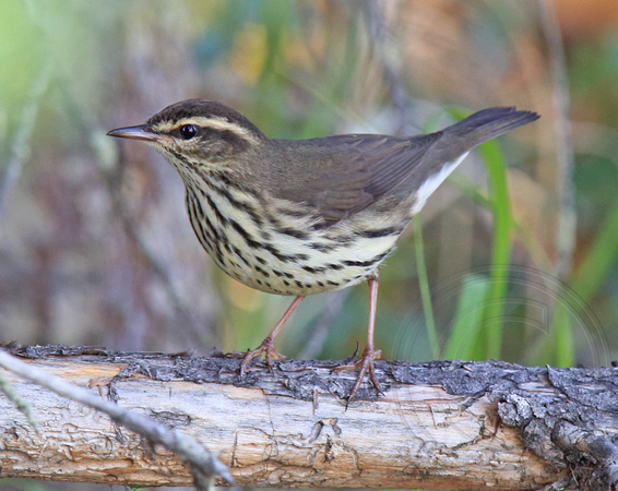 Northern Waterthrush in August (juvenile?)