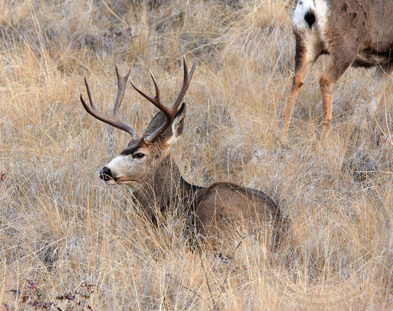 Eight Point Mule Deer buck