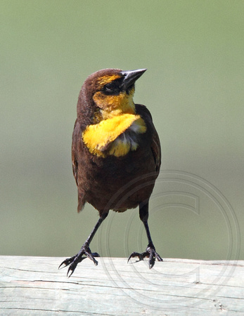 immature male Yellow-headed Blackbird