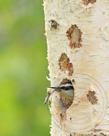 Red-breasted Nuthatch in nest hole