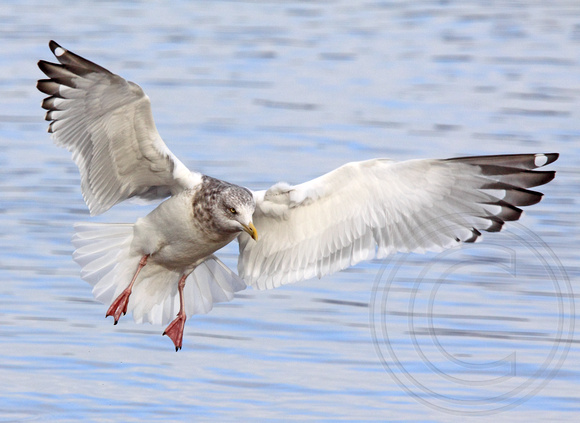 Herring Gull landing