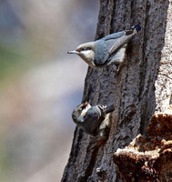 one nuthatch passed a seed to the other