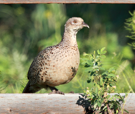 female pheasant with her brood below fence