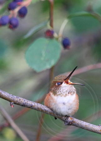 juvenile female Rufous Hummingbird taking a yawn