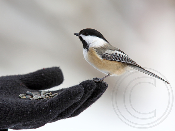Black-capped Chickadee looking for a handout