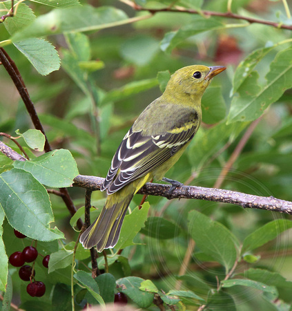 immature tanager (gape visible)