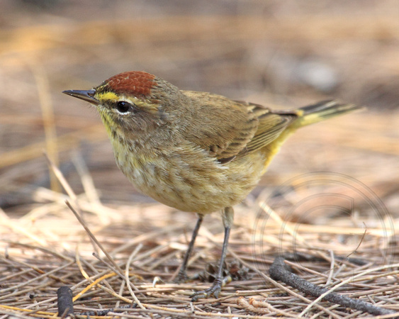 Palm Warblers were absolutely everywhere