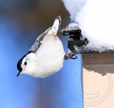WB Nuthatch in the snow