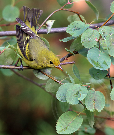 juvenile male Western Tanager starting his leaf bath