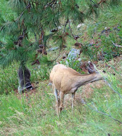 Drama with raccoon and mule deer (with triplets nearby)