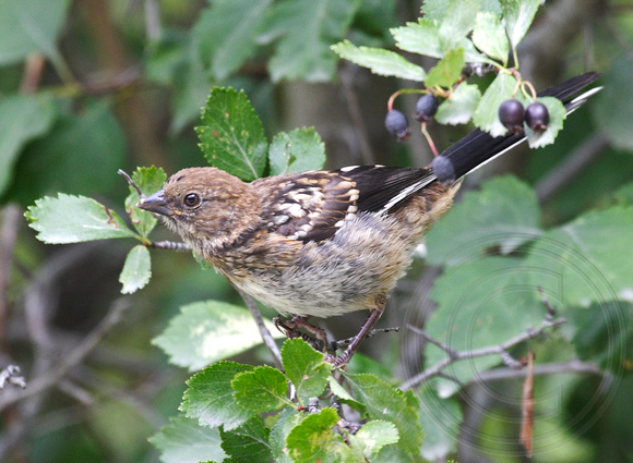 young Spotted Towhee in a hawthorn tree (berries)