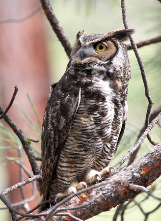 adult Great Horned Owl