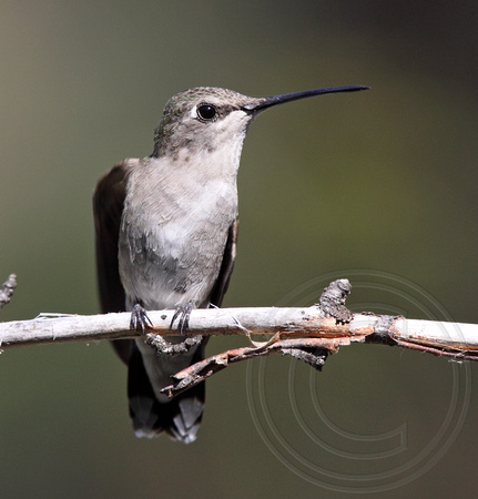 immature Black-chinned Hummingbird female