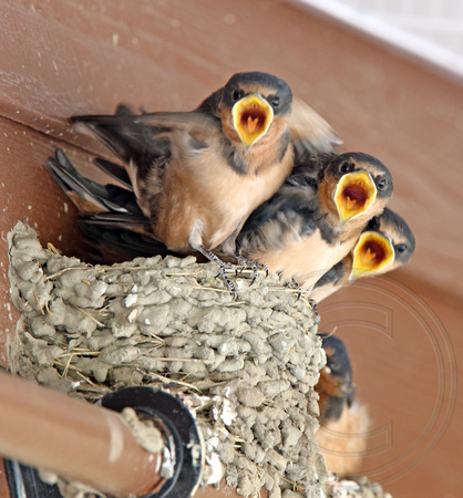 Barn Swallow nestlings ready to fledge...and eat