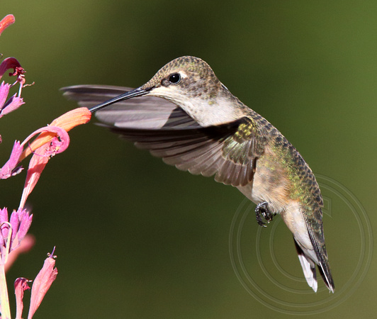 juvenile female Black-chinned Hummingbird