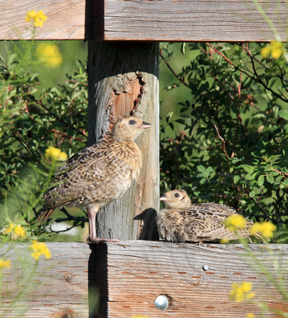 Two of the young pheasants