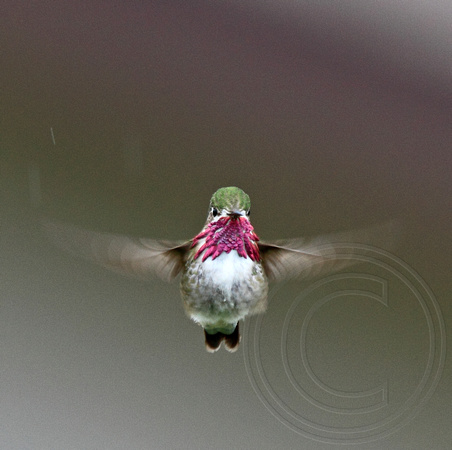 hovering for the female