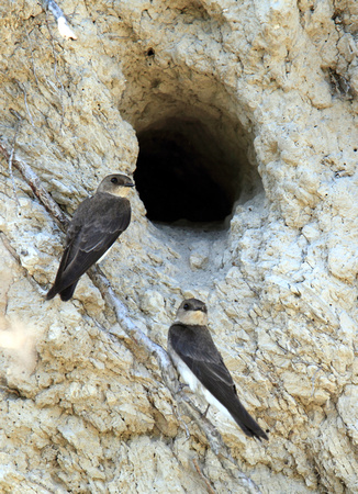 Inspecting a nest cavity
