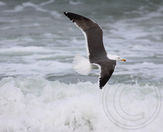 Lesser Black-backed Gull in flight