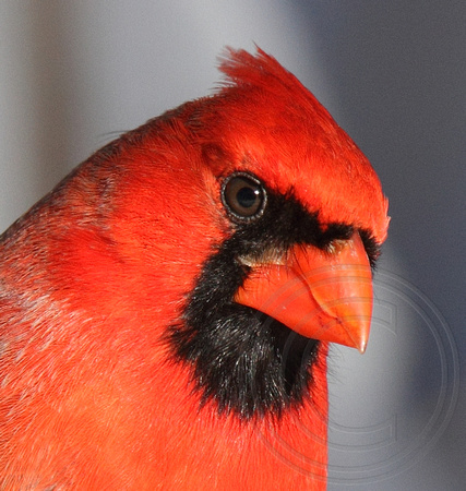 Northern Cardinal closeup!