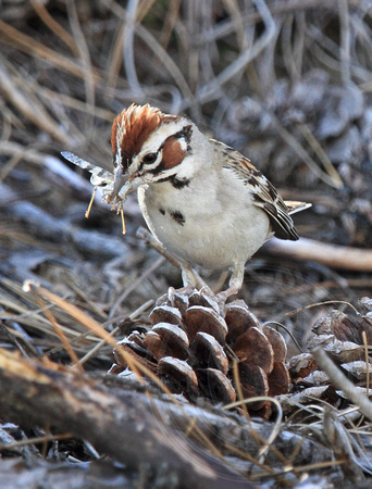 Lark Sparrow with food for fledgling (next photo)