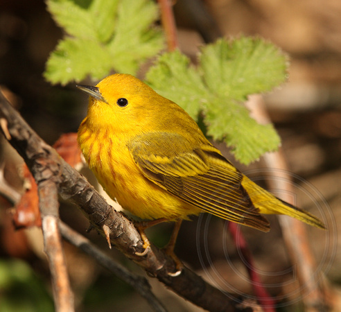 male Yellow Warbler