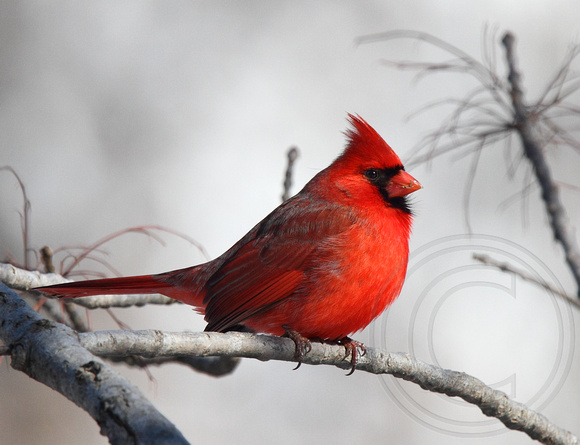 beautiful Northern Cardinal