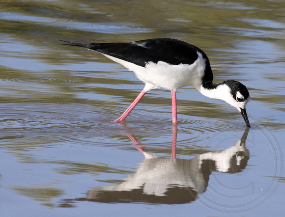 Black-necked Stilt in a pond on the Wild Bird Center property