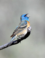 male Lazuli Bunting singing