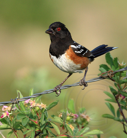 Spotted Towhee looking surprised to see me
