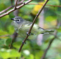 Cassin's Vireo with new tail feathers growing in