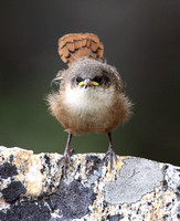 fledgling Canyon Wren