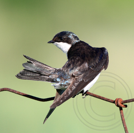 female Tree Swallow preening