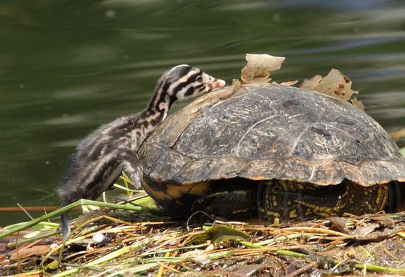Baby grebe is confused and tries to climb on the turtle's back