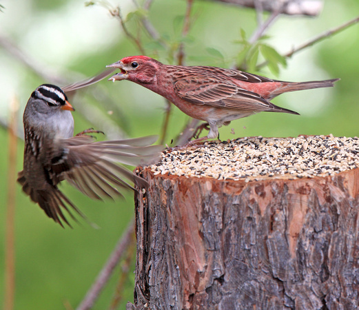 aggressive Cassin's male warding off a White-crowned Sparrow...