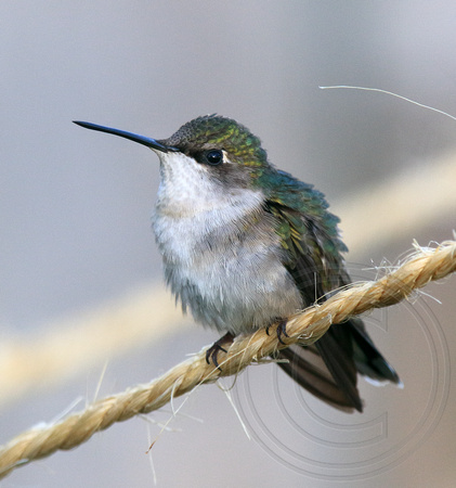 Ruby-throated Hummingbird female