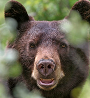 A Heart-stopping close encounter with a Black Bear