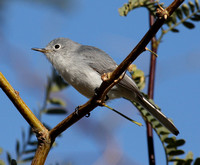 female Blue-gray Gnatcatcher