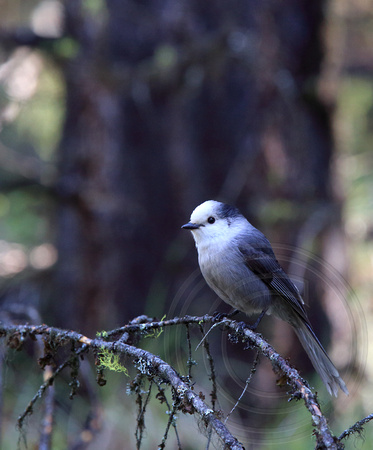 Gray Jay in mixed pine-fir forest