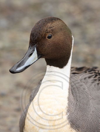 male Northern Pintail head