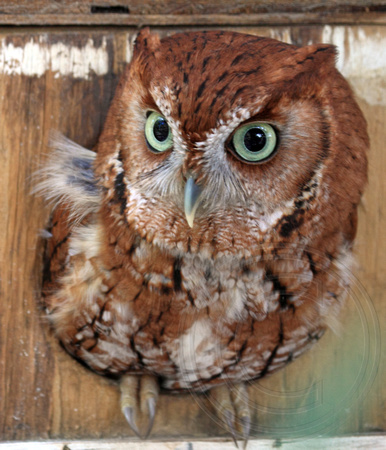 Rufous morph Eastern Screech-Owl