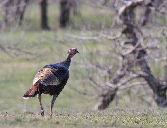 male Wild turkey out for a stroll