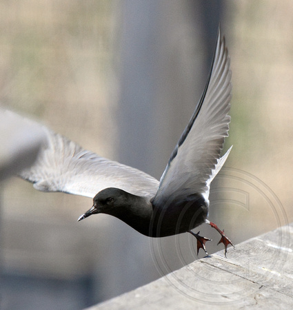 Black Tern liftoff
