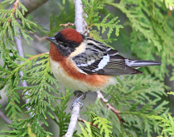 Bay-breasted Warbler male